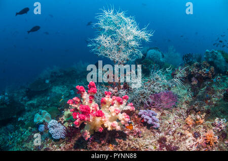 Soft Coral [Dendronephthya sp.] e corallo nero [Antipathes dichotoma]. Papua occidentale, in Indonesia. Foto Stock