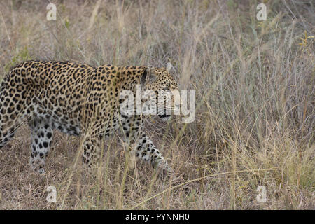 Leopard femmina (Panthera pardus) a piedi attraverso erba lunga nel Sabi Sands, maggiore Kruger, Sud Africa Foto Stock