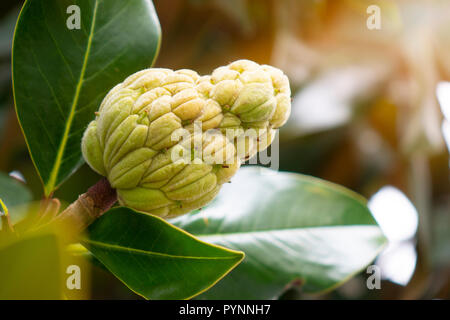 L'albero di Magnolia presenta baccelli di semi o coni o la frutta Foto Stock