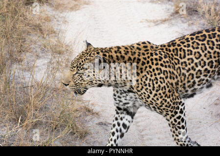 Leopard femmina (Panthera pardus) a piedi attraverso erba lunga nel Sabi Sands, maggiore Kruger, Sud Africa Foto Stock