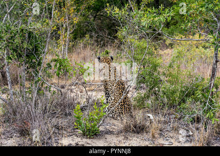 Leopard femmina (Panthera pardus) seduta nella bussola nella Sabi Sands, maggiore Kruger, Sud Africa Foto Stock