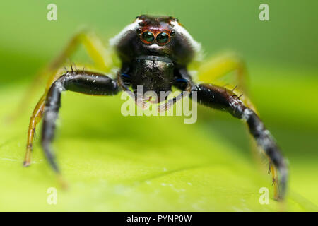 Chiudere macro ritratto di Mopsus Mormon jumping spider con un muso di scimmia, trovati in Indonesia jungle, comune in Australia. Foto Stock