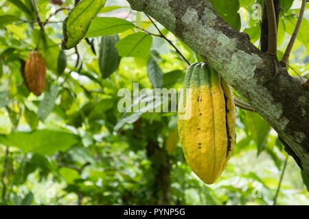 Cacao semi immaturi appeso su albero nella foresta Munduk, Bali, Indonesia Foto Stock