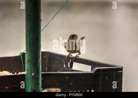 Un passero alimentare presso la banca di fiume Foto Stock