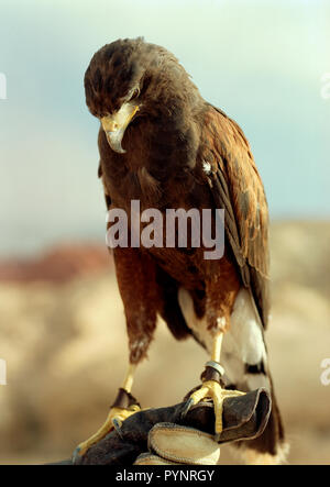 Gli uccelli rapaci appollaiato su un falconieri mano. Foto Stock