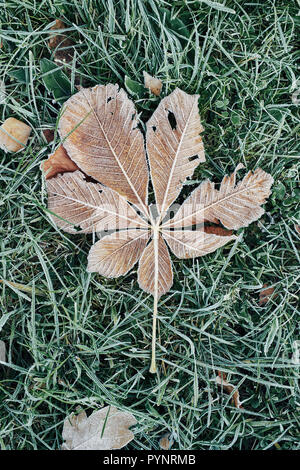 Caduto il castagno lascia coperto di brina giacciono sull'erba congelati Foto Stock