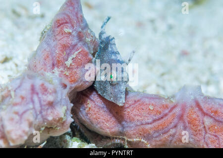 Filefish arroccato su una spugna. Probabilmente piante fanerogame filefish [Acreichthys tomentosus]. Papua occidentale, in Indonesia. Foto Stock