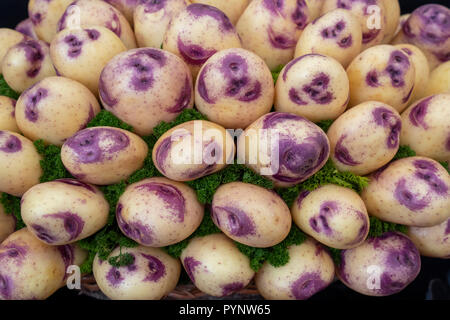 Solanum tuberosum. Potato 'Gheppio' visualizzazione della RHS Wisley mostra d'autunno. RHS Wisley Gardens, Surrey, Inghilterra Foto Stock