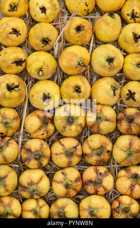 Cydonia oblonga . Le mele cotogne frutti visualizzazione alla RHS Wisley Autunno Mostra. RHS Wisley Gardens, Surrey, Inghilterra Foto Stock