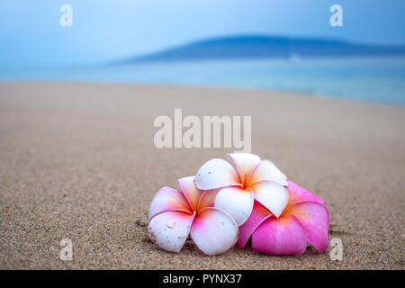 Tre vivacemente colorato fioritura tropicale sulla spiaggia di sabbia in primo piano con isola e oceano su orizzonte Foto Stock
