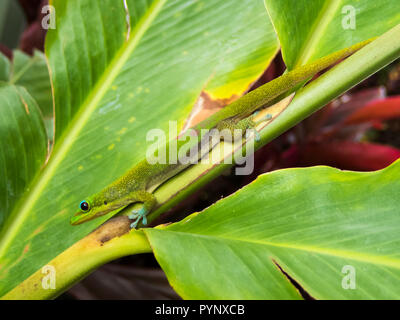 Chiudere il profilo verde brillante polvere d oro giorno gecko su foglie verdi Foto Stock