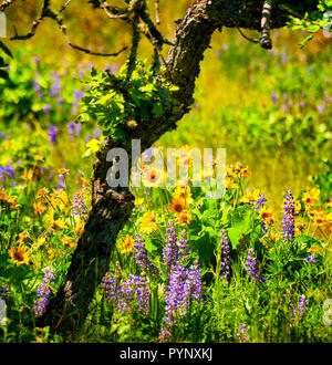 Fiori selvatici che crescono su Rowena Crest in Columbia River Gorge Foto Stock