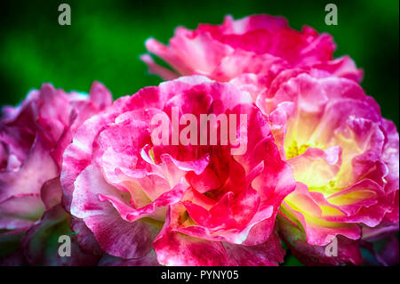 Un cluster di rose multicolori in piena fioritura. Foto Stock