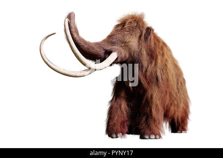 Mammut lanosi, estinto animale preistorico isolati su sfondo bianco (3d'illustrazione) Foto Stock