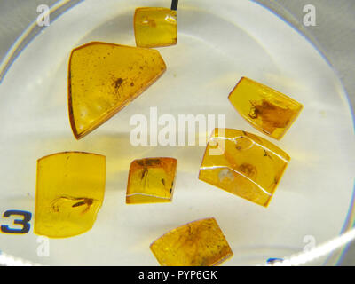 Varsavia, Polonia. Undicesimo Sep, 2018. Gli insetti intrappolati in ambra in mostra a l'Ambra Dipartimento presso il Museo della Terra dell'Accademia polacca delle scienze (PAN). Credito: Natalie Skrzypczak/dpa/Alamy Live News Foto Stock