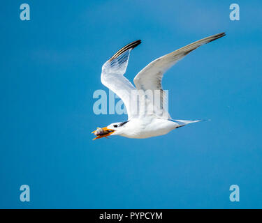 Royal tern Thalasseus maximus volare con un pesce catturato nel suo disegno di legge - Tybee Island sul Fiume Savannah ingresso Georgia USA Foto Stock