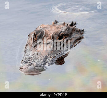 Aligator ( un mississippiensis ) nella caratteristica posizione di nuoto con testa appena al di sopra del livello dell'acqua - Savannah National Wildlife Refuge S Carolina USA Foto Stock