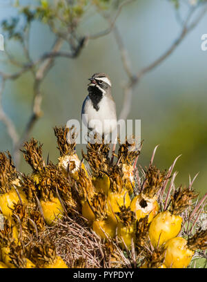 Un Black-throated Sparrow (Amphispiza bilineata) maschio a cantare da un pesce persico su i frutti di una canna Fishhook Cactus (Ferocactus wislizeni) nel Sono Foto Stock