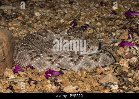 Un Western Diamondback rattlesnake (Crotalus atrox) stabilisce in attesa di notte, a caccia di uccelli o roditori (Arizona) Foto Stock