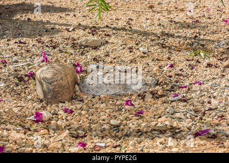 Un Western Diamondback rattlesnake (Crotalus atrox) stabilisce in attesa dell alba, a caccia di uccelli o roditori (Arizona) Foto Stock