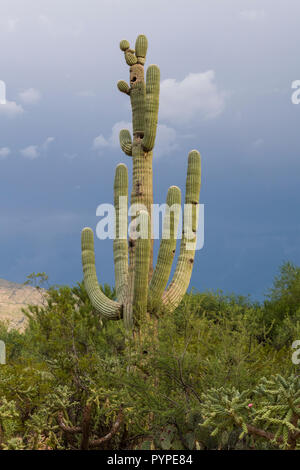 Un vecchio Saguaro (Carnegiea gigantea) nel Deserto di Sonora, con molti grandi bracci e fori di nido. Tucson Foto Stock