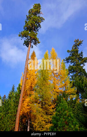 Una miscela di Western larici, Larix occidentalis e Ponderosa pine trees in Deschutes National Forest in Oregon. Gli alberi di grandi dimensioni diventa oro in t Foto Stock