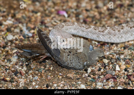 Un Western Diamondback rattlesnake (Crotalus atrox) colpisce, catture e poi inghiotte una mattina Colomba (Zenaida macroura). (Arizona) Foto Stock