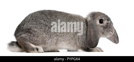 Lop francese di coniglio, 2 mesi di età, oryctolagus cuniculus, seduto di fronte a uno sfondo bianco Foto Stock
