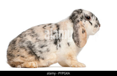 Tri colore francese maculato Lop coniglio, 2 mesi di età, oryctolagus cuniculus, seduto di fronte a uno sfondo bianco Foto Stock