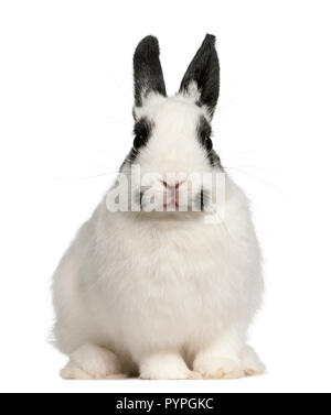 Coniglio dalmata, 2 mesi di età, oryctolagus cuniculus, seduto di fronte a uno sfondo bianco Foto Stock
