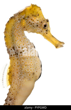 Cavalluccio marino Longsnout o snello cavalluccio marino Hippocampus reidi giallastra, di fronte a uno sfondo bianco Foto Stock