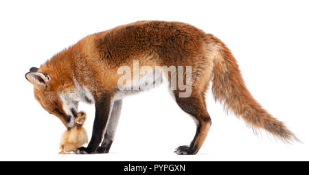 Red Fox, Vulpes vulpes, 4 anni, giocando con un anatroccolo nazionali di fronte a uno sfondo bianco Foto Stock
