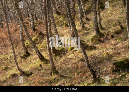 La Betulla tronchi di alberi in foresta, Glen Affric, Scotland, Regno Unito Foto Stock