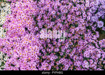 New York Aster, Symphyotrichum novi-belgii ' Foto Stock