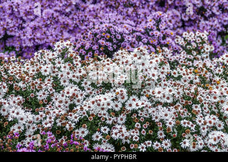 New York Aster, Symphyotrichum Novi-belgii 'asters in autunno giardino confine Foto Stock