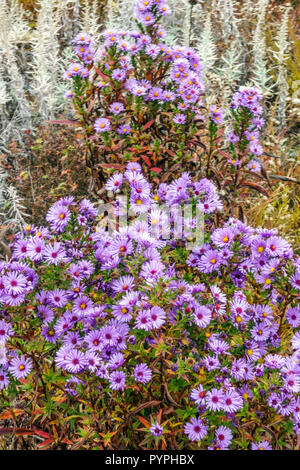 New York Aster, Symphyotrichum novi-belgii ' Foto Stock