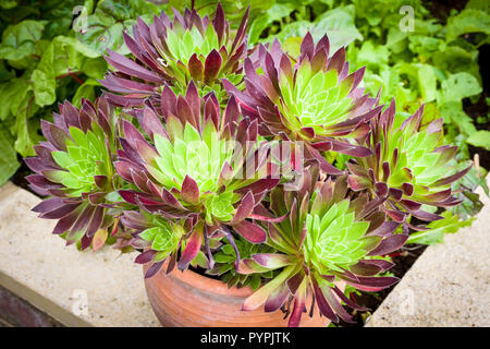 Aeonium Torchbearer crescendo in un vaso in terracotta Foto Stock