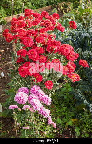 Hardy spray crisantemi dalla Pennine serie, crescente al fianco di verdure, fioritura in ottobre e pronti per il taglio per interni nel Regno Unito Foto Stock