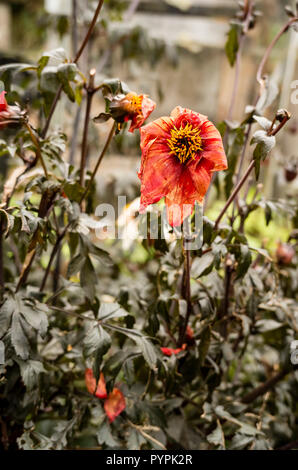 Dahlia Vescovo di Llandaff la mattina dopo una notte di gelo che mostra annerite fogliame e fiori danneggiati in ottobre nel Regno Unito Foto Stock