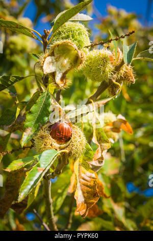 Mature castagne scoppiare attraverso i loro casi mentre ancora appeso sulla struttura ad albero in ottobre nel Wiltshire, Inghilterra REGNO UNITO Foto Stock