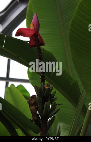 Pianta di banana di Musa con un fiore rosa profondo, flowering impeccabile e bella pianta che cresce nel giardino dei fiori. Foto Stock