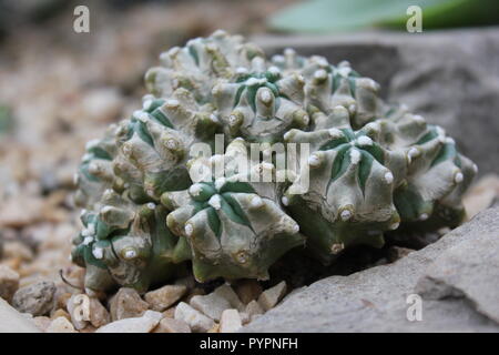 Euphorbia lactea forma cristata, elkhorn creò e ondulato pianta desertica che cresce nel giardino del deserto. Foto Stock