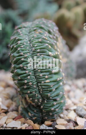 Riccio di mare euforbia obesa cristata pianta desertica che cresce nel giardino del deserto. Foto Stock