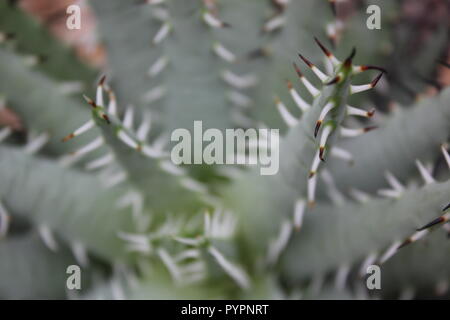 Spiny Aloe vera succulenta pianta desertica che cresce nel giardino del deserto. Foto Stock