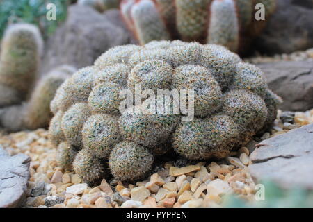 Cluster di Mammillaria geminispina messicana, cactus gemello spinato, fiorente pianta del deserto che cresce nel giardino del deserto. Foto Stock