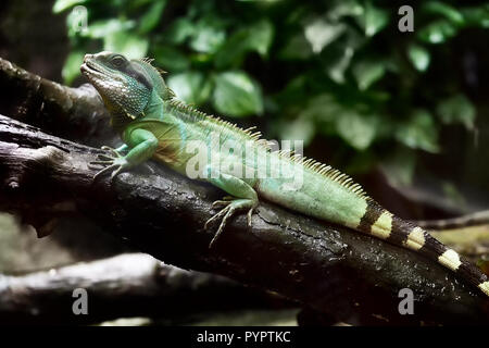 Iguana in appoggio sul ramo di un albero, Sai Gon Zoo, Vietnam Foto Stock