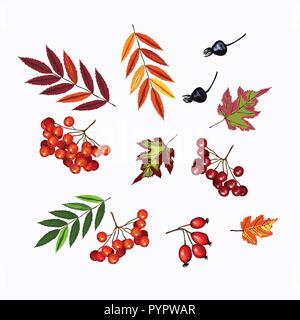 Set di caduta del vettore rowan, viburnum bacca rossa e verde, arancione, rosso lascia isolato su uno sfondo bianco. Halloween, Ringraziamento, simbolo d'autunno. Illustrazione Vettoriale