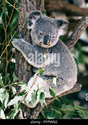 Il koala V, Brisbane Foto Stock