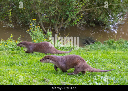 Lontra famiglia sulla banca di erba Foto Stock