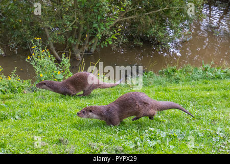 Lontra famiglia sulla banca di erba Foto Stock